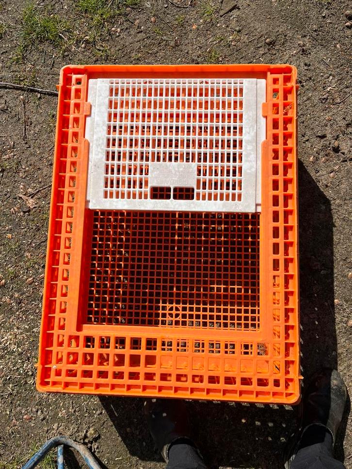Pluimvee transport kratten, Dieren en Toebehoren, Pluimvee, Kip