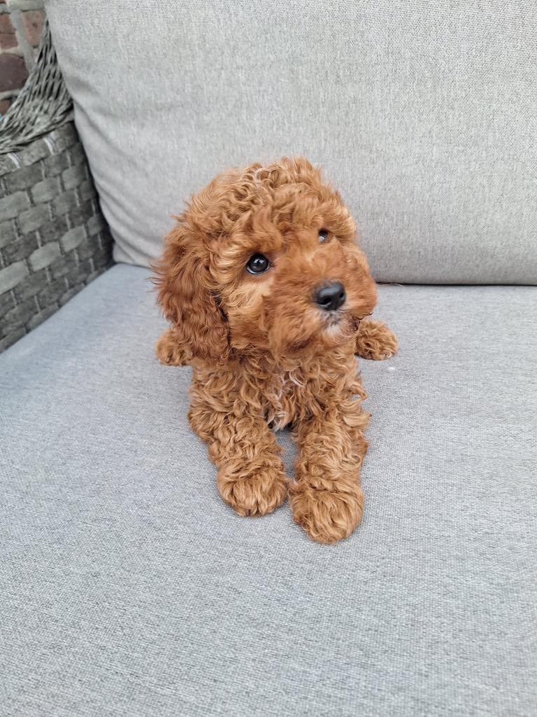 Toypoedel reutje, Poedel, Reu, 8 tot 15 weken, Parvo