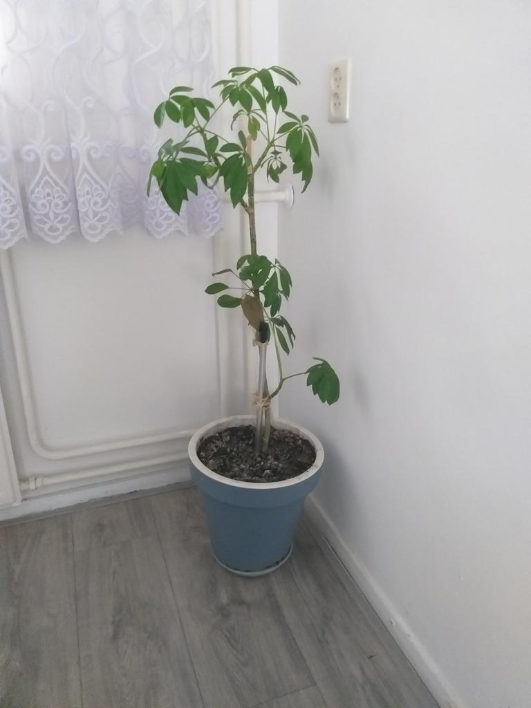 Te koop 96 cm hoog, Ophalen