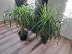 2 planten 15 euro p.p, Huis en Inrichting, Ophalen, Halfschaduw, Minder dan 100 cm