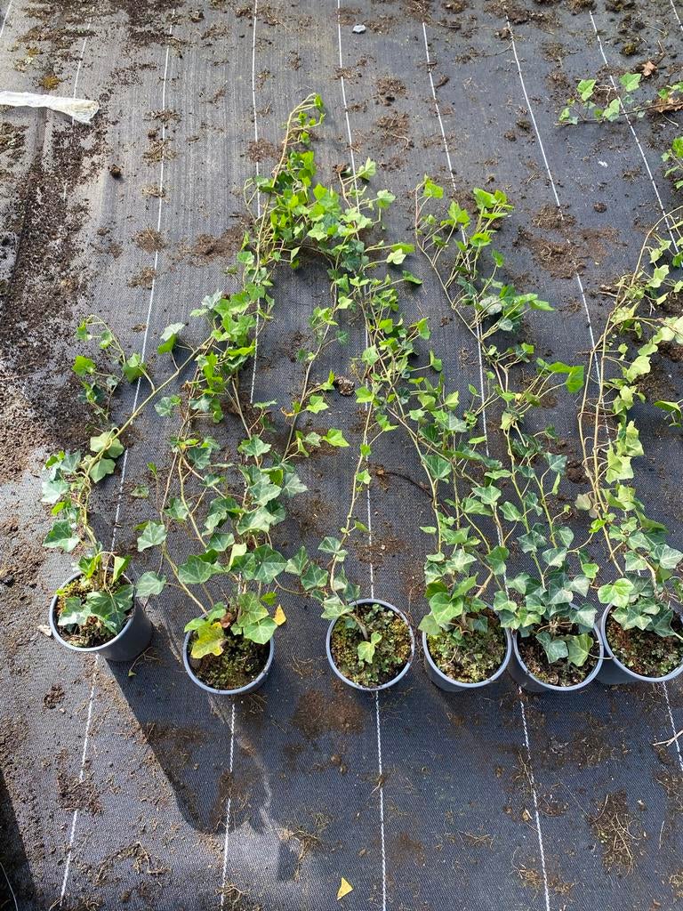 Spotgoedkope Hedera hibernica rond de 100cm €1,- per stuk, Tuin en Terras, Planten | Tuinplanten, Ophalen, Vaste plant, Bloeit niet
