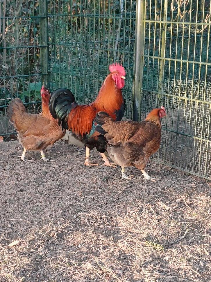 Te koop Welsumer broedeieren groot ras., Dieren en Toebehoren, Pluimvee, Kip, Geslacht onbekend