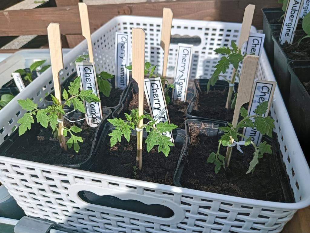 Cherry Tomaten Mix ( TUINVERKOOP), Ophalen