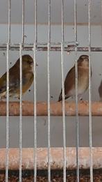 Koppel  groenlingen, Dieren en Toebehoren, Vogels | Overige Vogels, Meerdere dieren