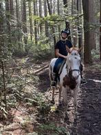 Verzorg/lease paard gezocht omgeving groningen, Dieren en Toebehoren, Ophalen of Verzenden, Nieuw