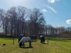 Leuke kuddegenootjes gezocht voor ons paradijsje aan het bos, Weidegang, 2 of 3 paarden of pony's