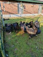 Ik verkoop jonge Marans-kippen, Dieren en Toebehoren, Pluimvee, Vrouwelijk, Kip