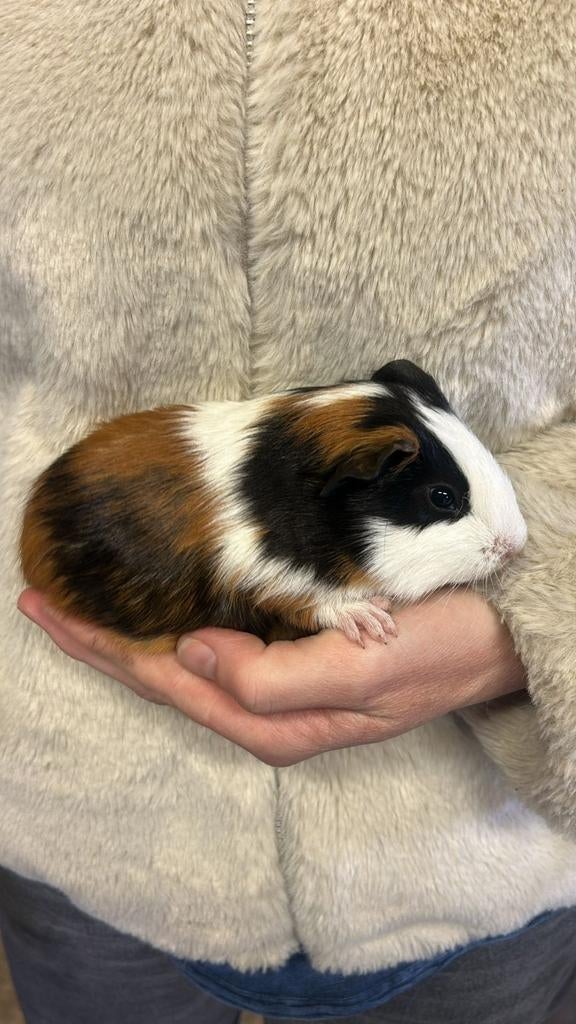 Cavia jonkies beertjes/mannen, Dieren en Toebehoren, Knaagdieren, Mannelijk, Cavia, Januari