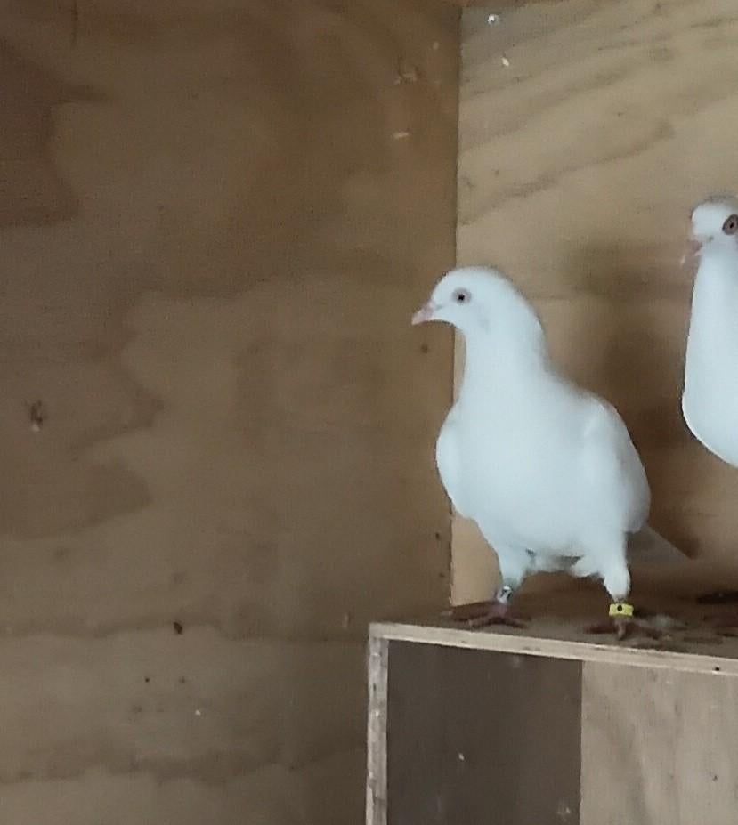 Koppel Cumulets hoogvliegerte koop in Eibergen, Dieren en Toebehoren, Vogels | Duiven, Meerdere dieren, Overige soorten