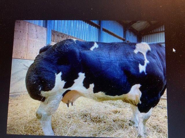 OPNIEUW te koop BWB dikbil kampioen paasvee Schagen, Dieren en Toebehoren, Mannelijk, 0 tot 2 jaar