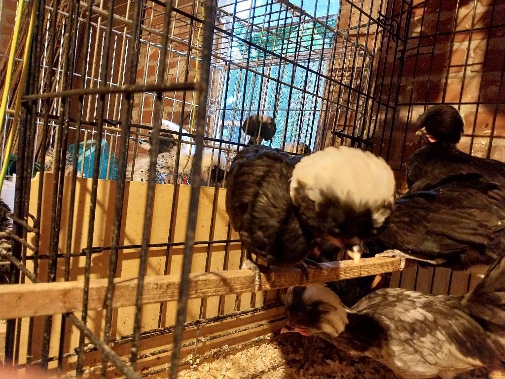 Hollandse kuifhoen, Dieren en Toebehoren, Mannelijk, Kip