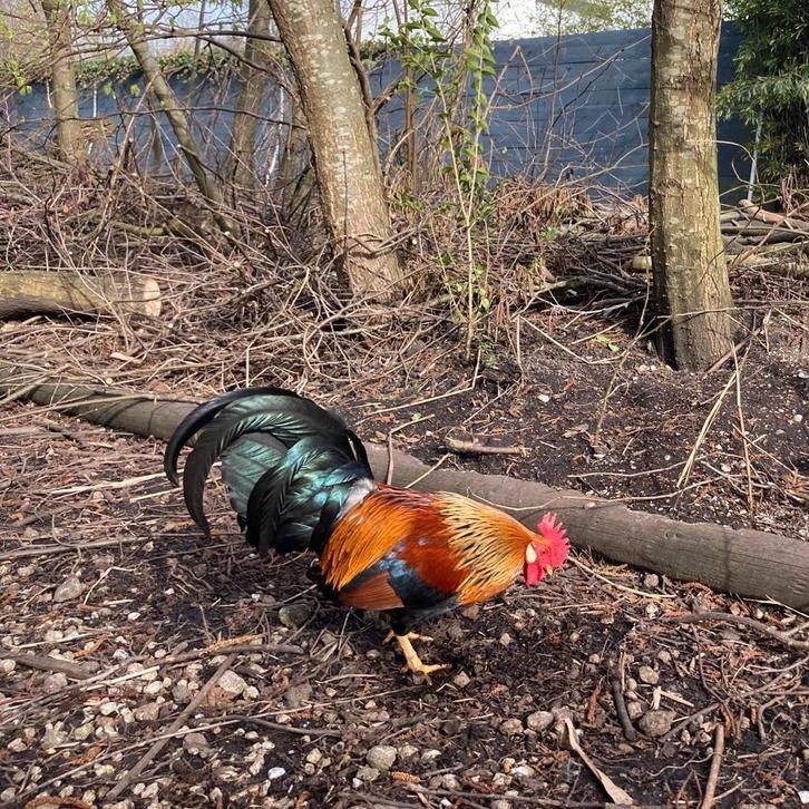 Haan gratis ophalen (niet voor consumptie), Dieren en Toebehoren, Pluimvee, Kip, Mannelijk