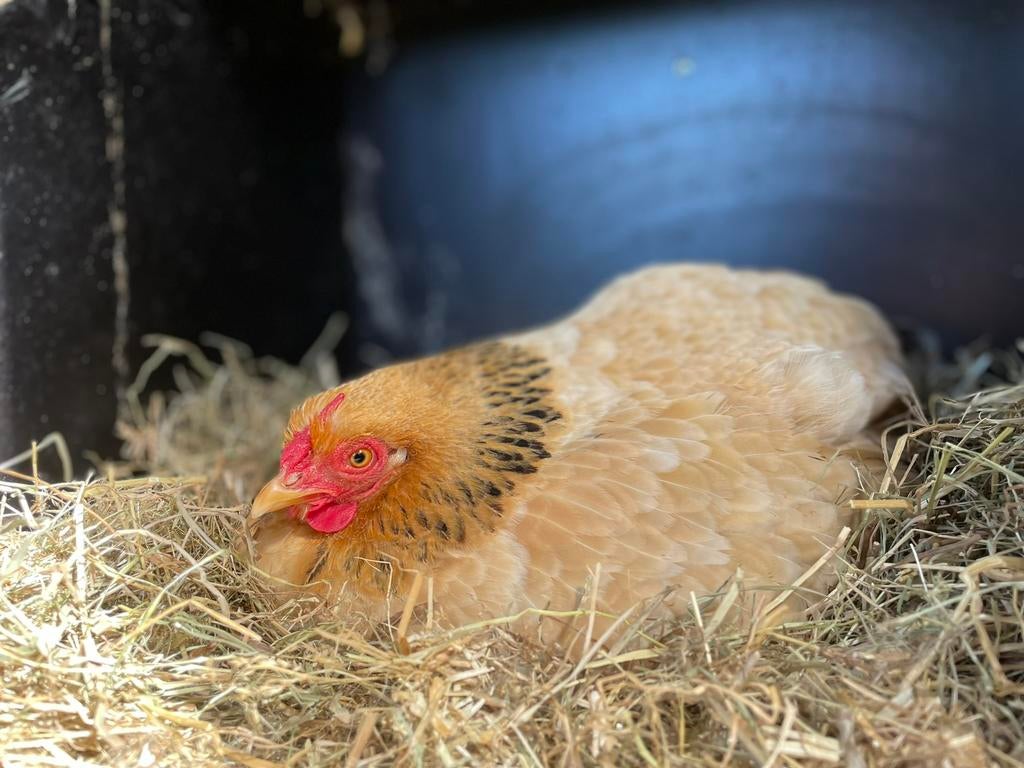 Cochin kriel broedeieren, Dieren en Toebehoren, Geslacht onbekend, Kip