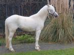 2, 5 jarige welshmerrie palomino, Merrie