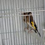 Parva putters koppel  geringd, Dieren en Toebehoren, Meerdere dieren, Wildzangvogel, Geringd