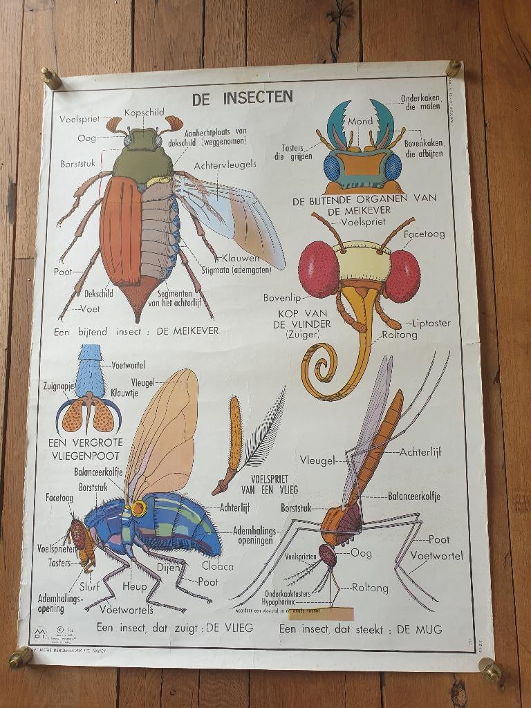 Vintage MDI schoolplaat Ongewervelde dieren / de Insekten, Ophalen of Verzenden, Natuur en Biologie