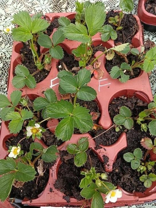 Aardbeien Planten Falco, Ophalen, Volle zon
