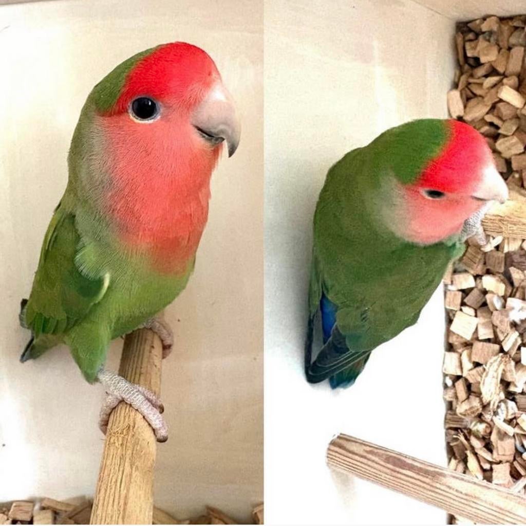 Agapornis Roseicollis mannetje uit 2022, Mannelijk, Dwergpapegaai of Agapornis, Geringd
