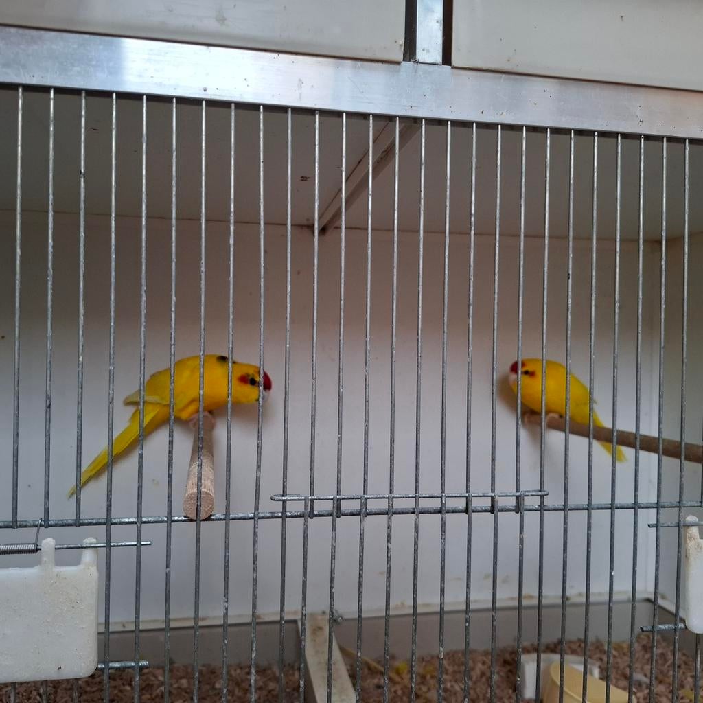 Koppel kakariki's, Dieren en Toebehoren, Meerdere dieren, Parkiet, Geringd