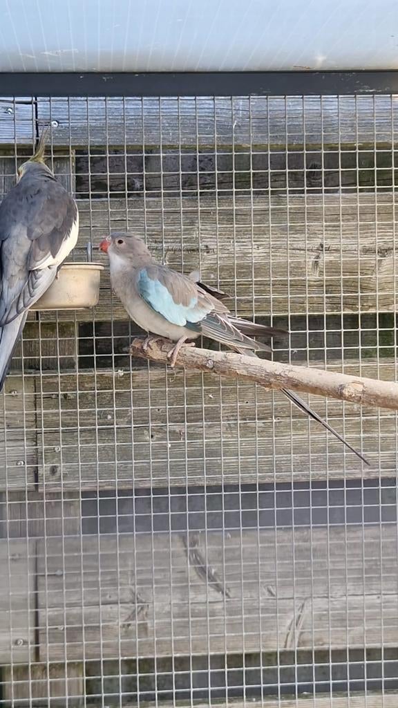 Princess of wales man en pop (ruilen), Meerdere dieren, Parkiet, Geringd