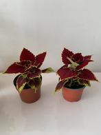Coleus planten, Ophalen of Verzenden, Halfschaduw, Minder dan 100 cm