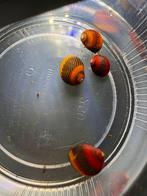 4 Neritina waigiensis, Slak of Weekdier, Zoutwatervis, Schoolvis