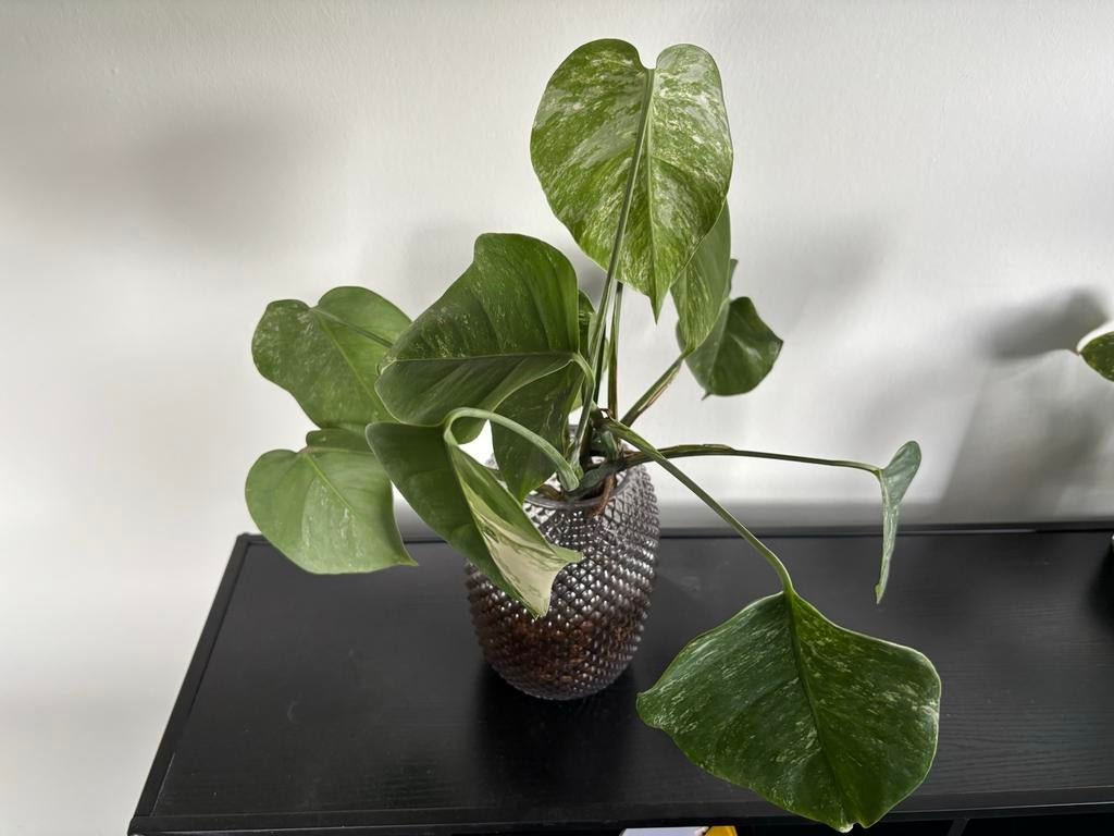 Monstera Variegata 2 grote stekken, Huis en Inrichting, Kamerplanten, Ophalen, Overige soorten, Halfschaduw, In pot