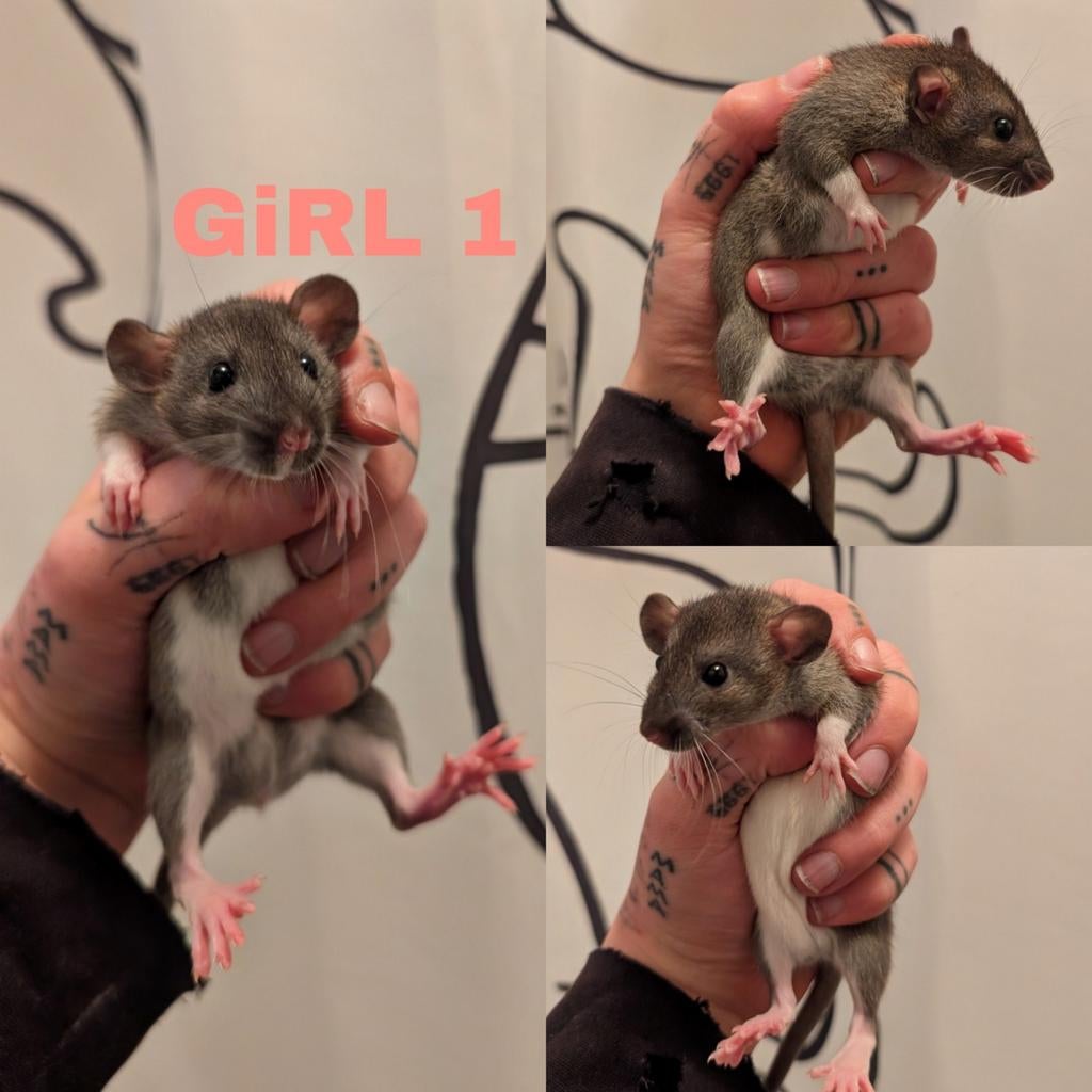 2 Tamme rittens dames 🩷🩷🩷, Dieren en Toebehoren, Knaagdieren, Februari, Vrouwelijk, Rat