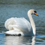 Knobbelzwaan broed eieren, Geslacht onbekend