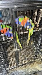 Lori van blauwbergen, Dieren en Toebehoren, Vogels | Parkieten en Papegaaien, Mannelijk, Papegaai