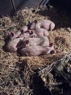 Nederlandse  landvarkens, Dieren en Toebehoren, Vrouwelijk, Varken, 0 tot 2 jaar