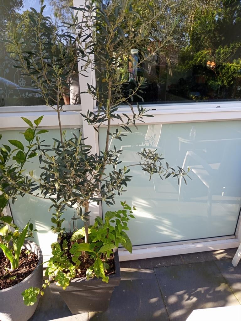 Olijfboom in pot - Mediterrane sfeer voor uw tuin, Overige soorten, Volle zon, Vaste plant, Ophalen of Verzenden