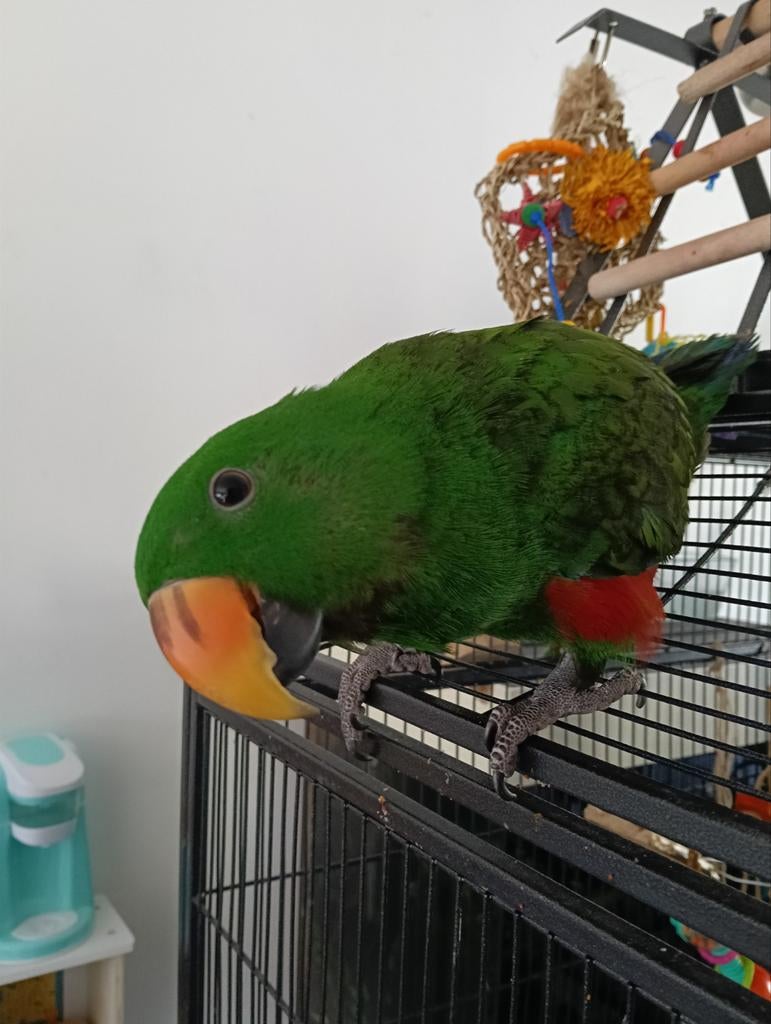 Super lieve tamme jonge edel papegaai met kooi, Dieren en Toebehoren, Vogels | Parkieten en Papegaaien, Mannelijk, Papegaai, Geringd