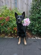 Duitse herder dekreu, stamboom, top-gezond, IGP, dekervaring, Reu, Eén hond, 3 tot 5 jaar, Herder