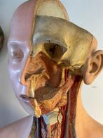Somso anatomie model, jaren 20, Antiek en Kunst, Ophalen