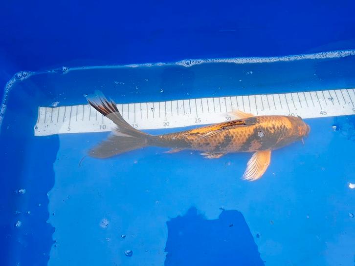 Winterharde koi te koop van € 5,00 tot € 55,00 PS, Dieren en Toebehoren, Vissen | Vijvervissen, Karper of Koi