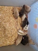 Te koop Fancy Rex ratjes!!, Rat, Maart, Meerdere dieren, Tam