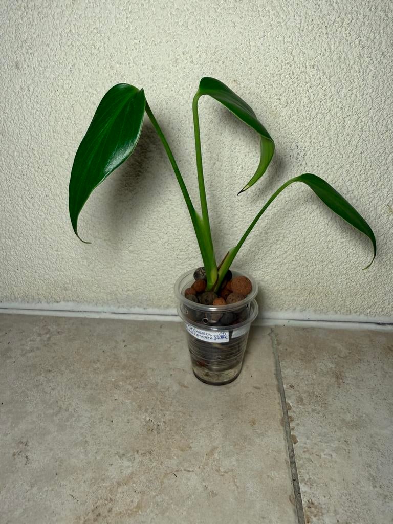 Philodendron burl marx flame (2), Huis en Inrichting, Ophalen of Verzenden, Halfschaduw, Minder dan 100 cm