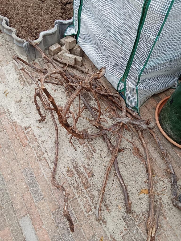 Druiventakken voor decoratie, Ophalen, Halfschaduw, Minder dan 100 cm