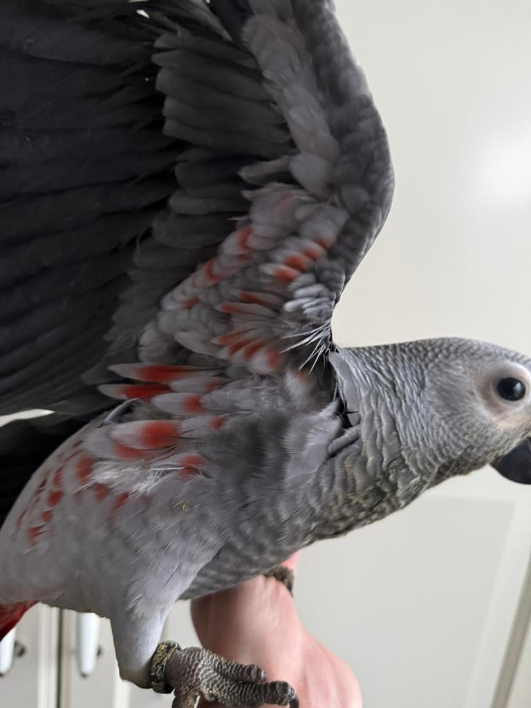 3 Jonge handtamme Grijze roodstaart papegaaien, Dieren en Toebehoren, Vogels | Parkieten en Papegaaien, Meerdere dieren, Papegaai