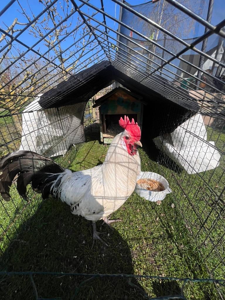 Gratis af te halen - 2 hanen, Dieren en Toebehoren, Pluimvee, Mannelijk, Kip