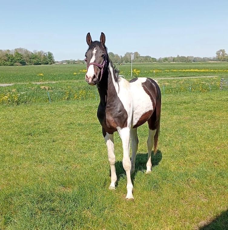 Bonte hengst, Dieren en Toebehoren, Hengst