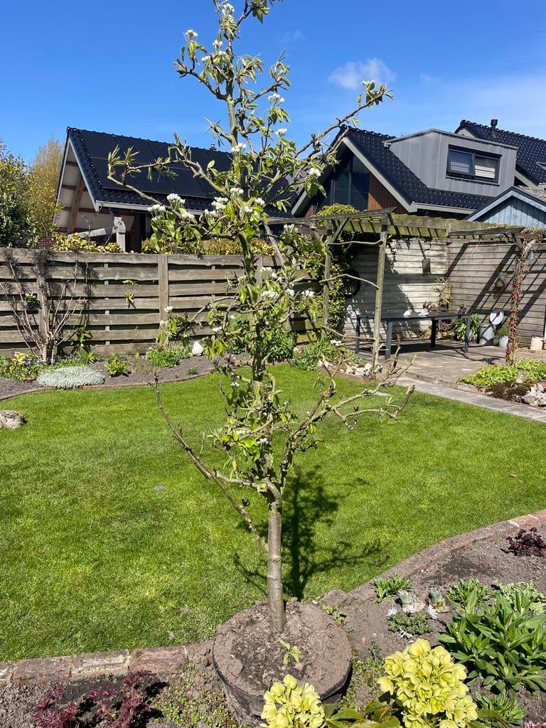 Perenboom, Lente, Volle zon, Perenboom, Ophalen of Verzenden