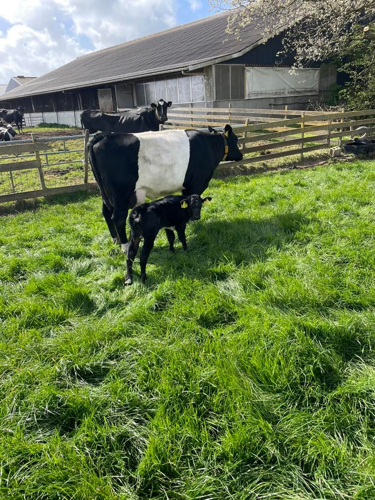 Lakenvelder met kalf, Dieren en Toebehoren, Vrouwelijk, 3 tot 6 jaar