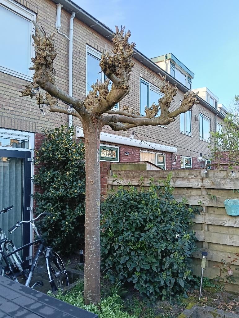 Dakplantaan - Gratis af te halen, Tuin en Terras, Planten | Bomen, Ophalen, Volle zon, Overige soorten, 100 tot 250 cm
