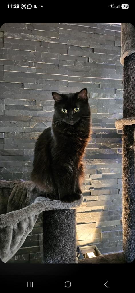 Ragdoll kittens (solid en mink), Dieren en Toebehoren, Katten en Kittens | Raskatten | Langhaar, Meerdere dieren, 0 tot 2 jaar