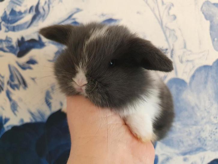 Engelse Minilop Dwerghangoor konijntjes, Dieren en Toebehoren, Konijnen, Dwerg, Meerdere dieren