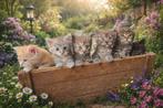 Mooie maincoon kittens, Meerdere dieren