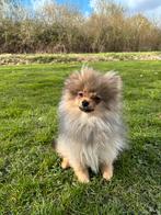 Pomeriaan pup sable orange te koop!, Dieren en Toebehoren, 15 weken tot 1 jaar, Parvo, Eén hond, Nederland