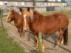 2 pony ponys, Dieren en Toebehoren, Pony's, Merrie, E pony (1.48m - 1.57m), Recreatiepony, 3 tot 6 jaar
